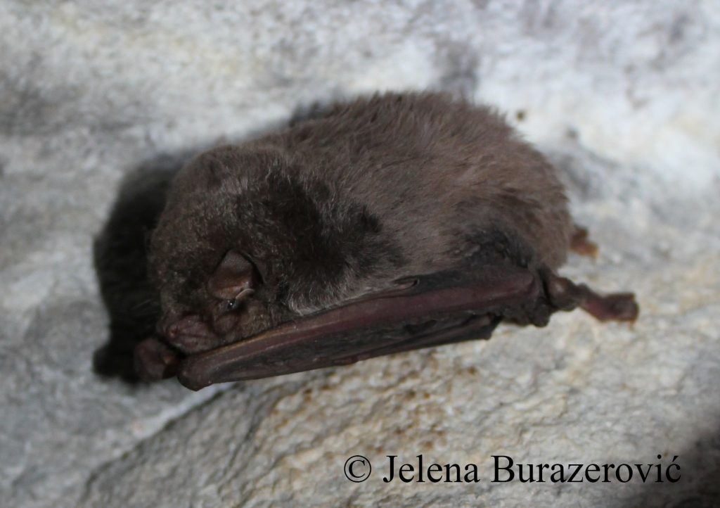 Ovo je dugokrili prstenjak, vrsta slepog miša sa koje je izolovana nova vrsta mikrogljive / Foto: dr Jelena Burazerović