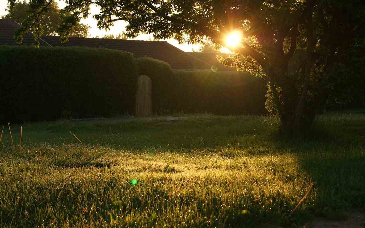 https://www.pexels.com/photo/green-grass-field-13975/ Dvorište ograđeno živom ogradom u kojem se nalazi drvo.