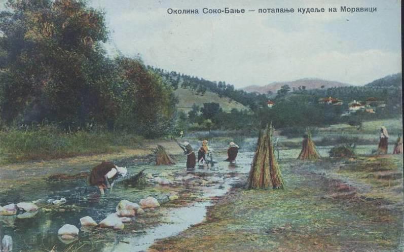 Uzgajanje konoplje u Sokobanji