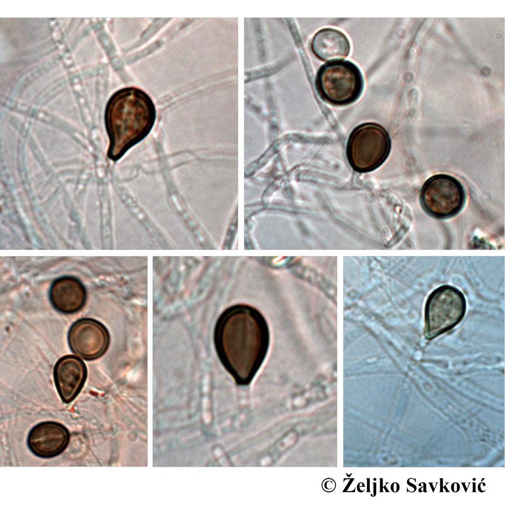 Nova vrsta mikrogljive, Gamsia batmanii / foto: dr Željko Savković