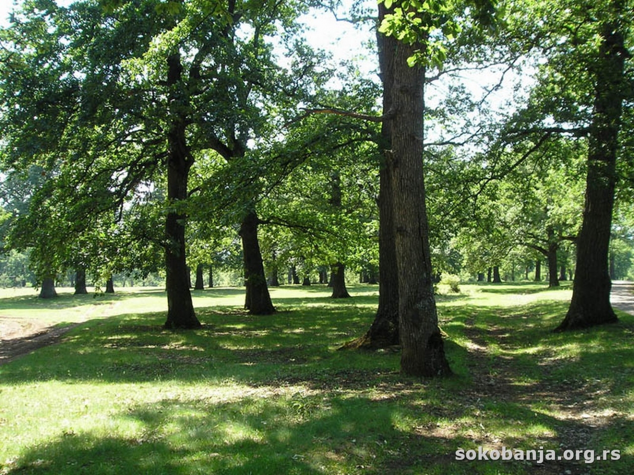 Zaštita hrastove šume u Radenkovcu | Sokobanja - 💚 Zeleno srce Srbije